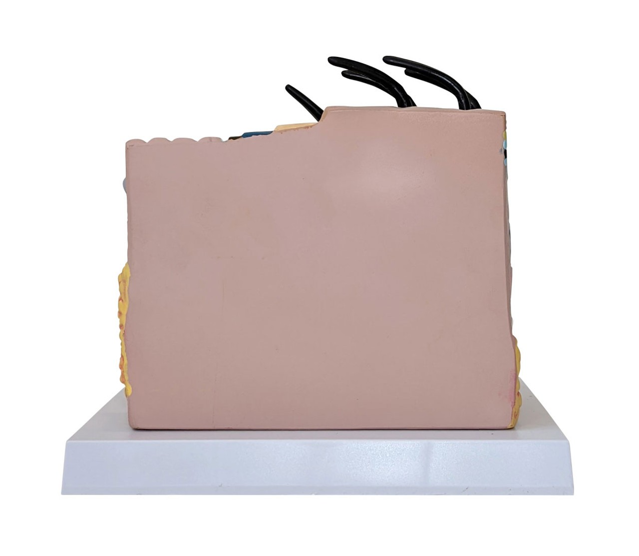 Anatomy Lab Skin and Hair Block Anatomy Model