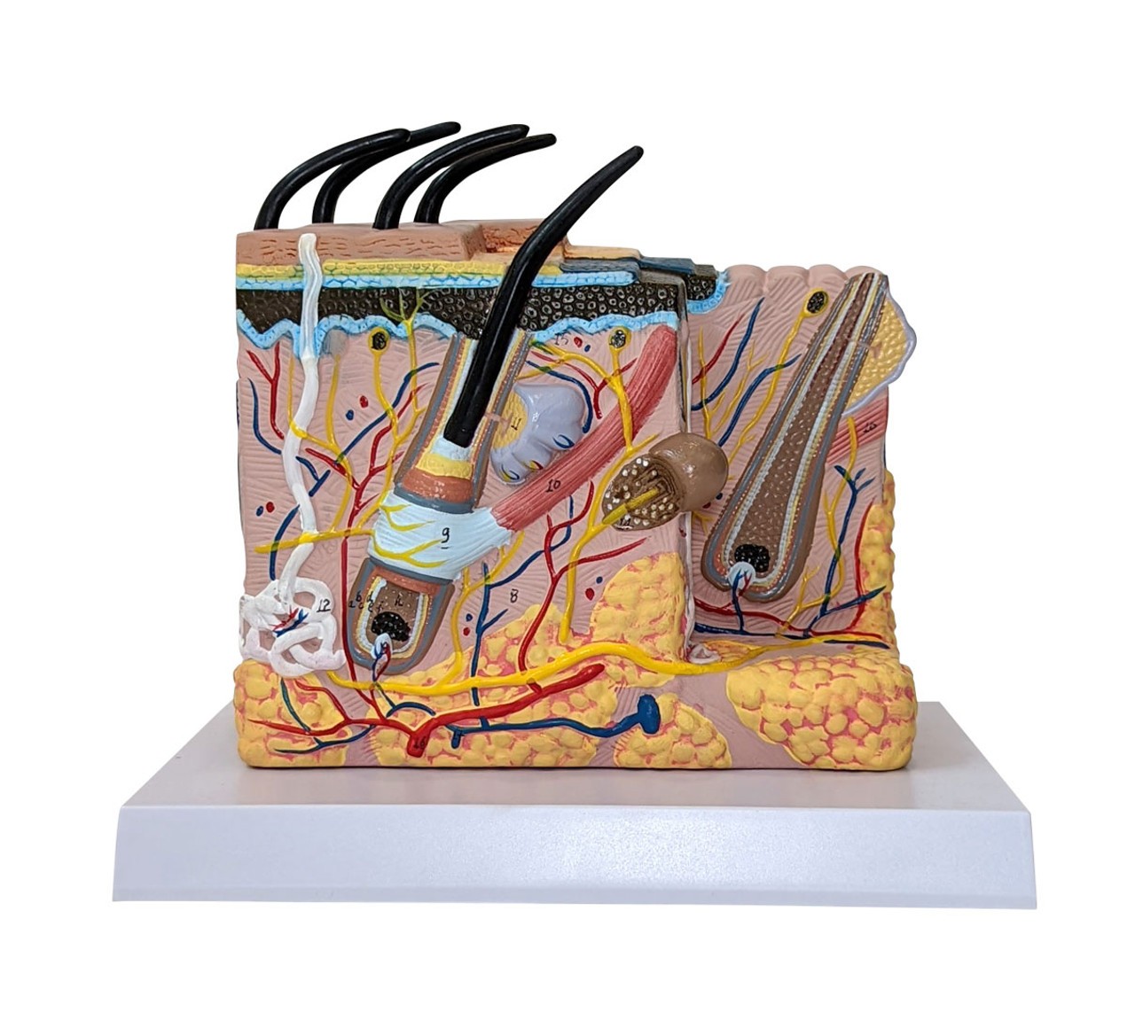 Anatomy Lab Skin and Hair Block Anatomy Model
