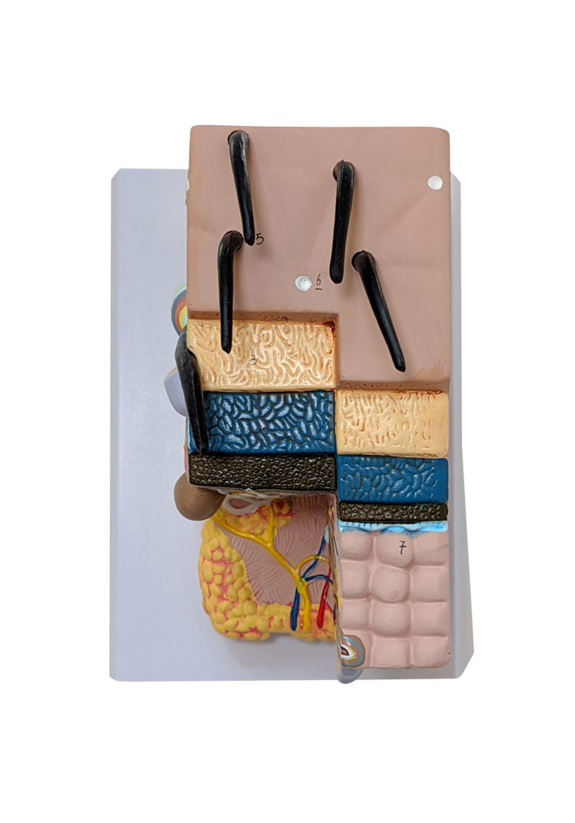Anatomy Lab Skin and Hair Block Anatomy Model
