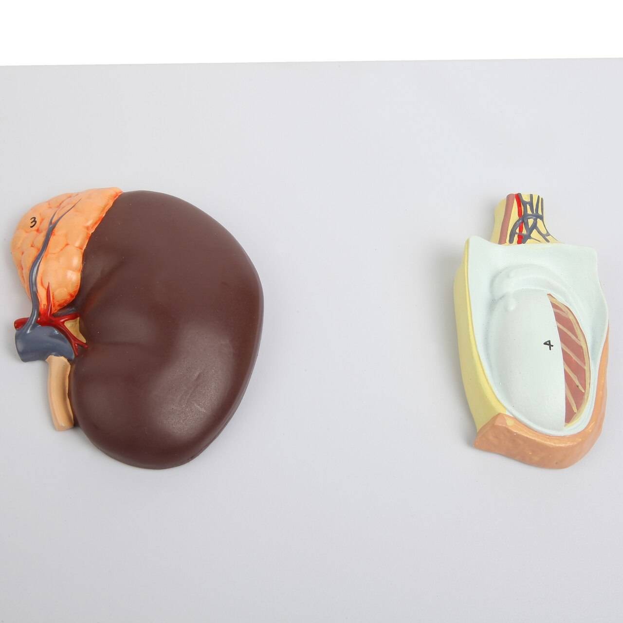 Axis Scientific Complete Endocrine Gland Set Anatomy Model