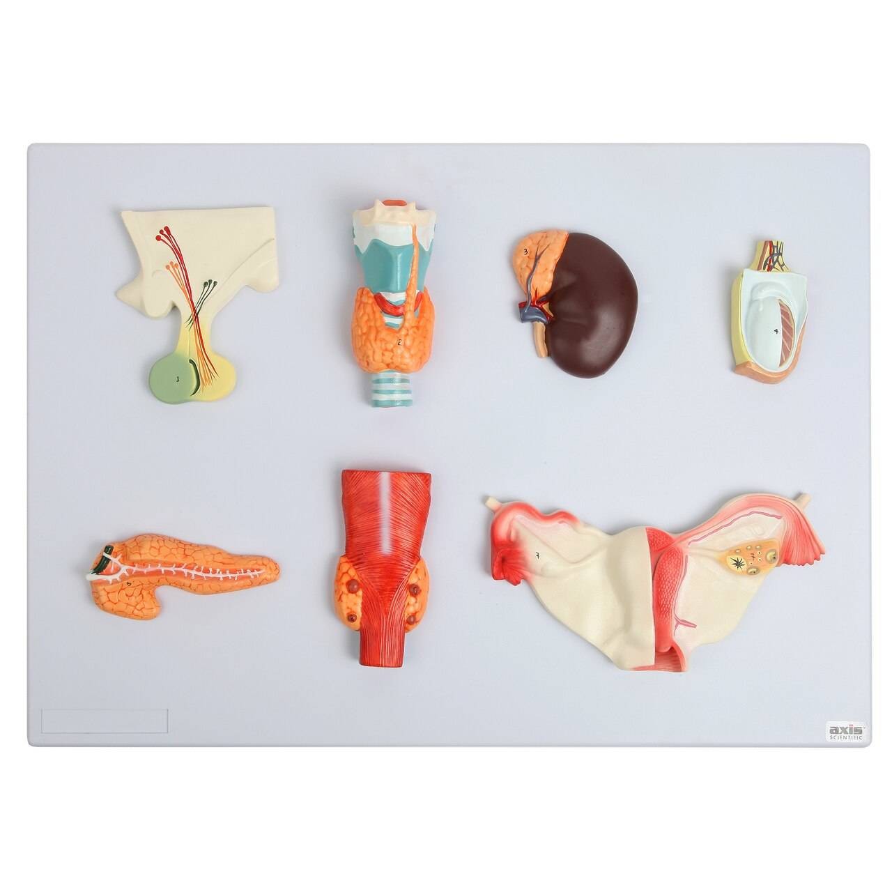 Axis Scientific Complete Endocrine Gland Set Anatomy Model