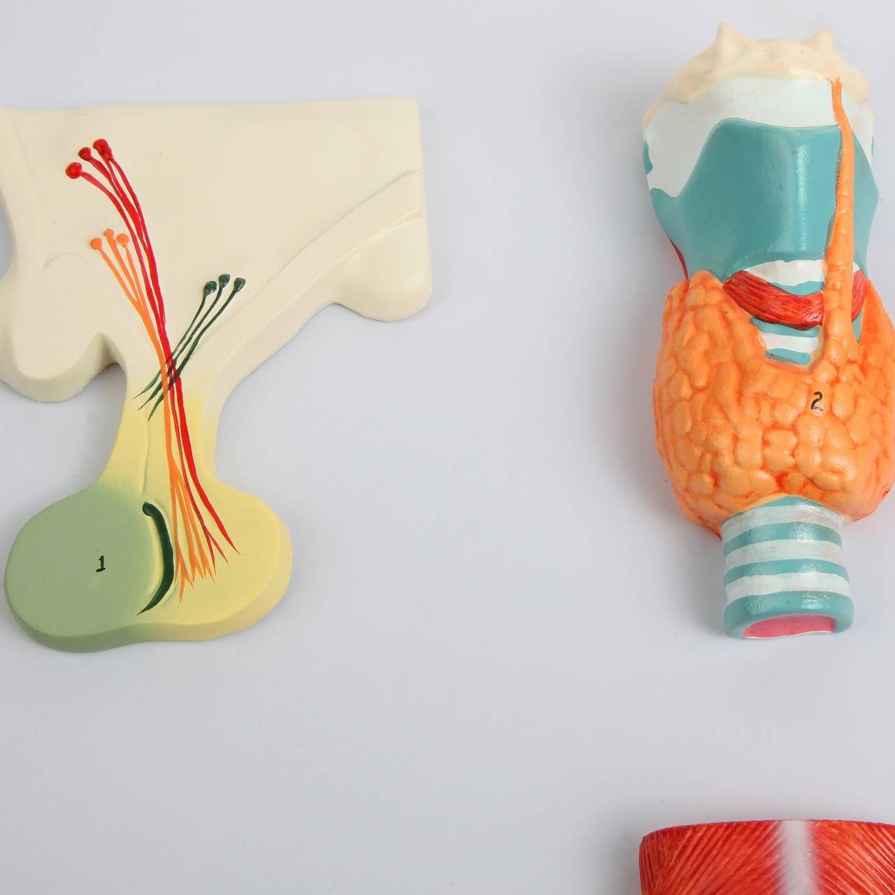 Axis Scientific Complete Endocrine Gland Set Anatomy Model