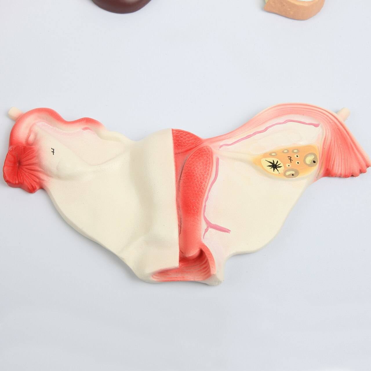 Axis Scientific Complete Endocrine Gland Set Anatomy Model