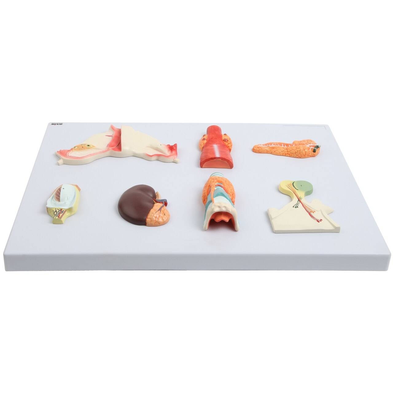 Axis Scientific Complete Endocrine Gland Set Anatomy Model