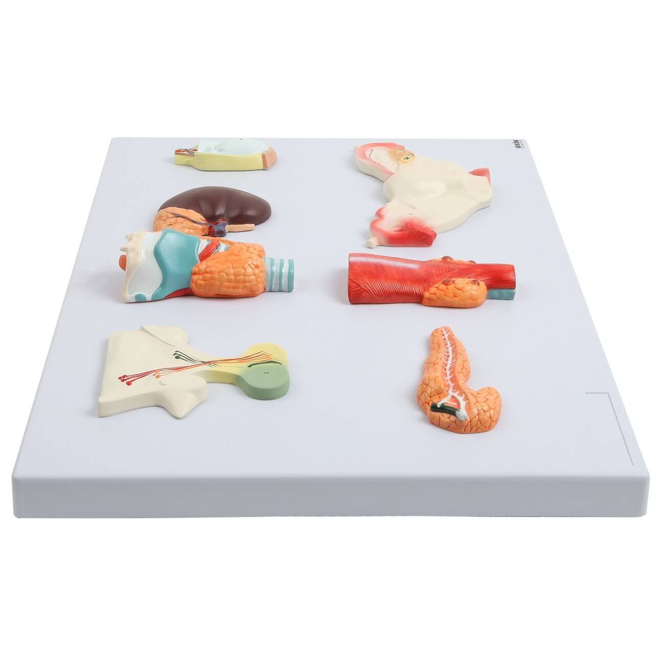 Axis Scientific Complete Endocrine Gland Set Anatomy Model