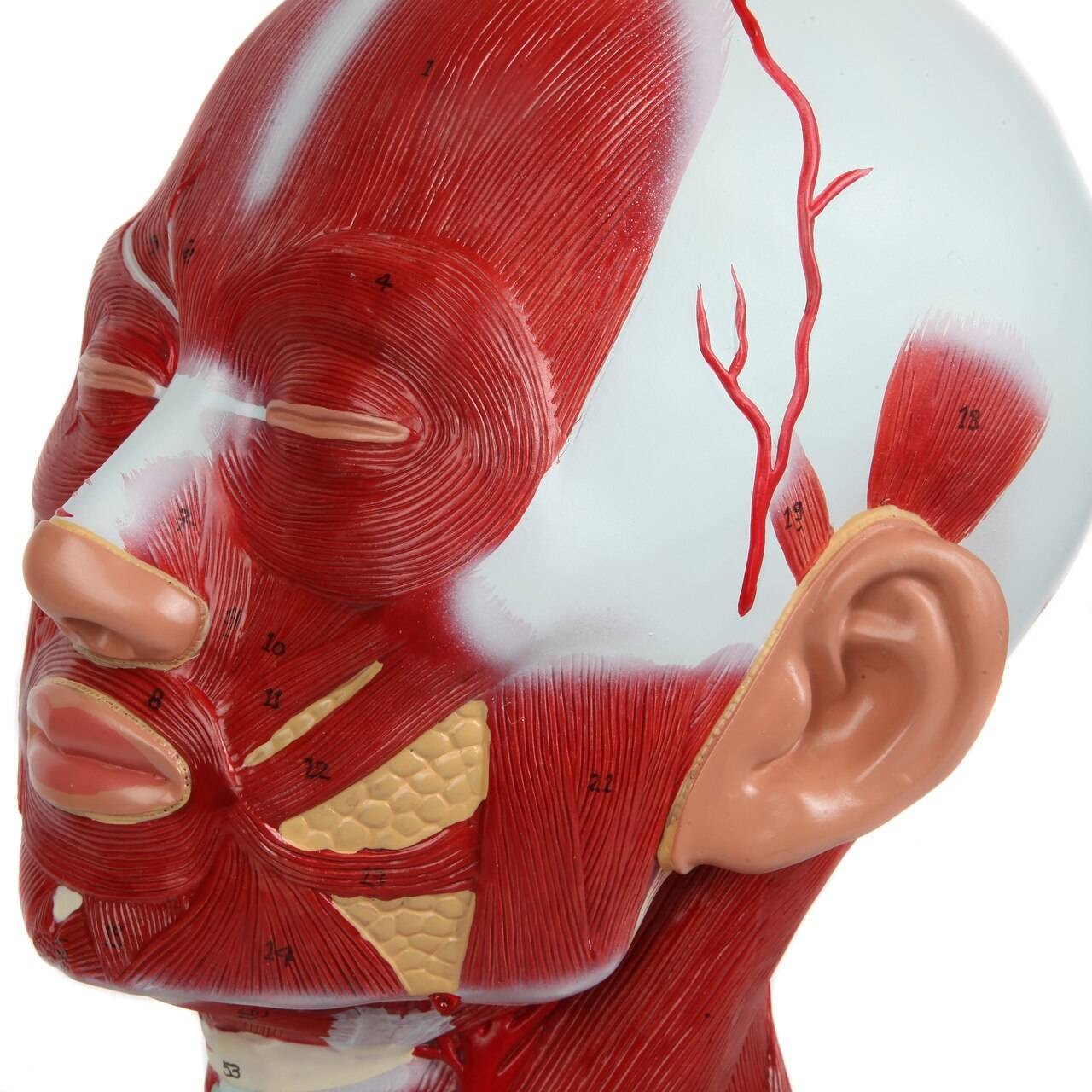 Axis Scientific Complete Human Head and Neck Anatomy Model with Superficial Muscles and Vasculature