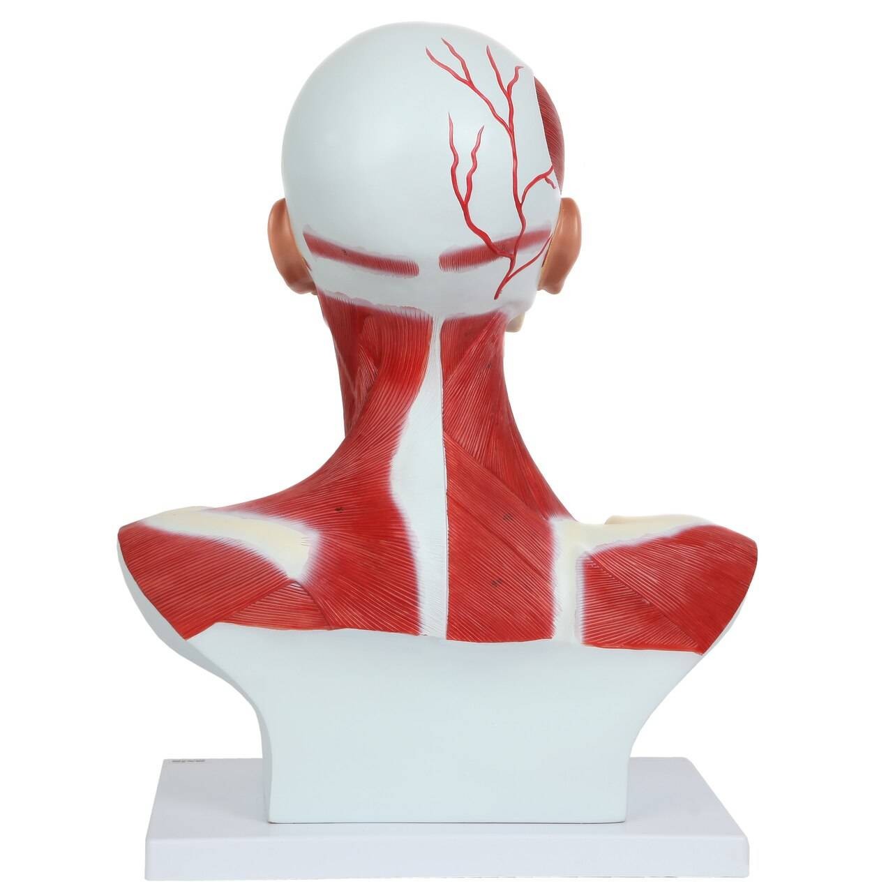 Axis Scientific Complete Human Head and Neck Anatomy Model with Superficial Muscles and Vasculature
