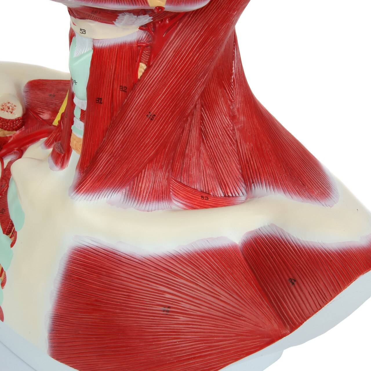 Axis Scientific Complete Human Head and Neck Anatomy Model with Superficial Muscles and Vasculature