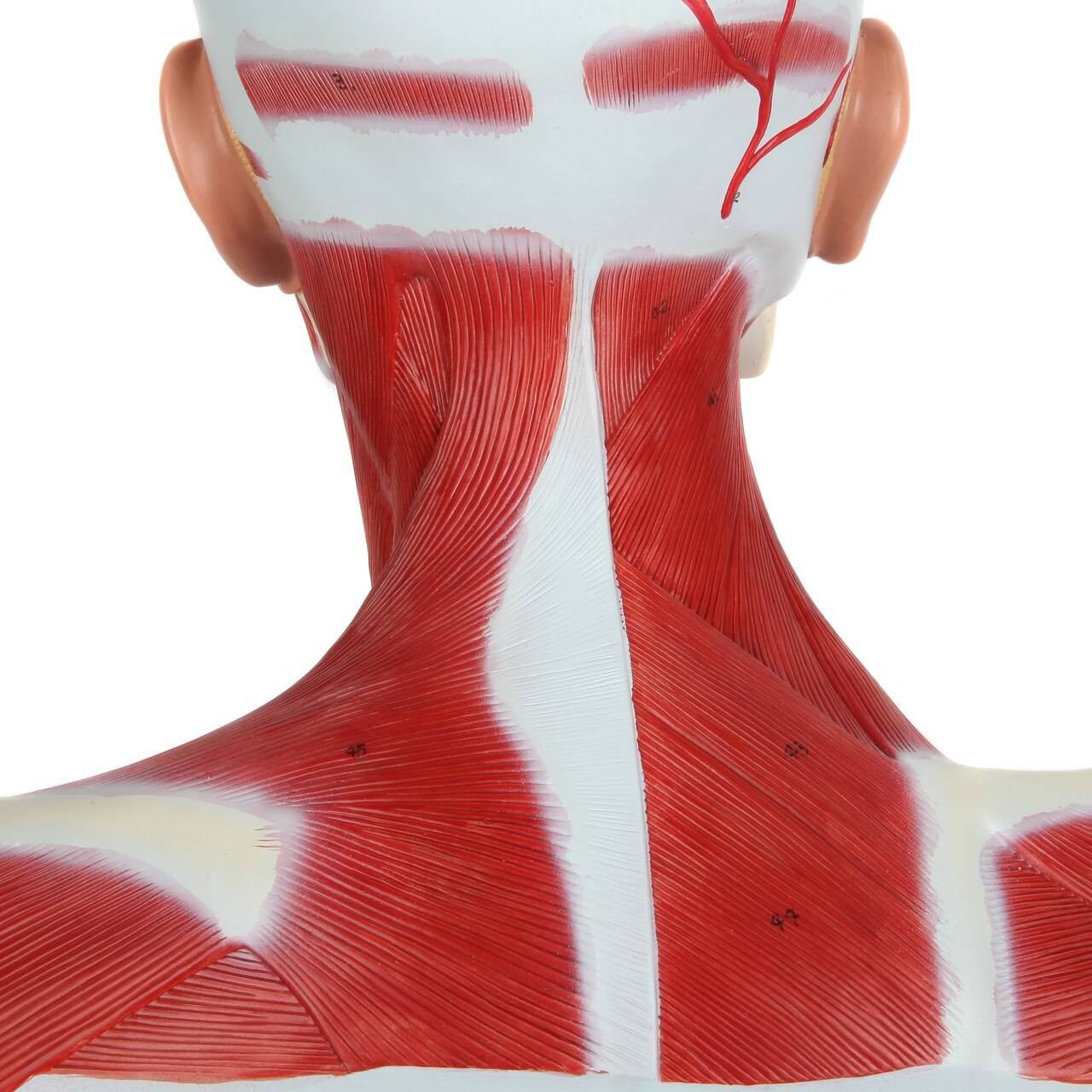 Axis Scientific Complete Human Head and Neck Anatomy Model with Superficial Muscles and Vasculature