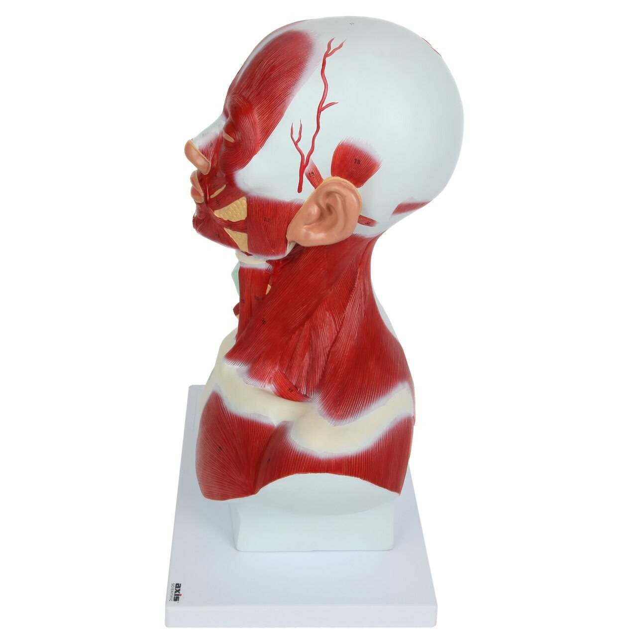 Axis Scientific Complete Human Head and Neck Anatomy Model with Superficial Muscles and Vasculature