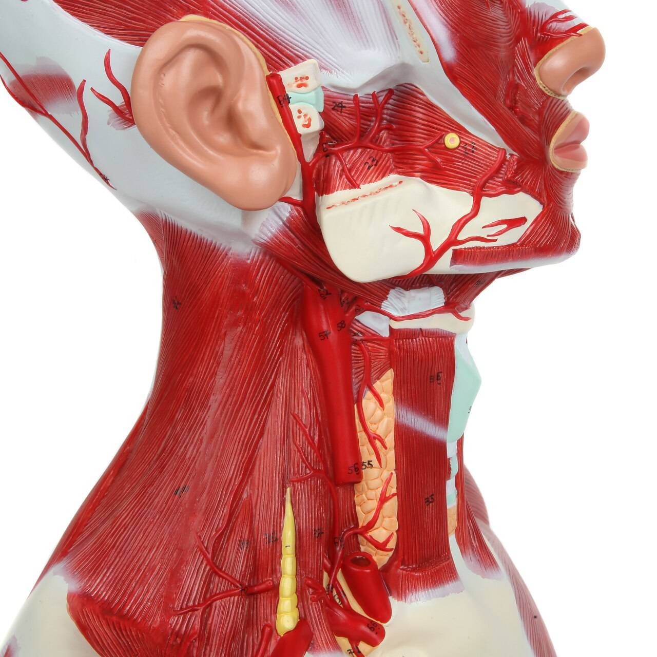 Axis Scientific Complete Human Head and Neck Anatomy Model with Superficial Muscles and Vasculature