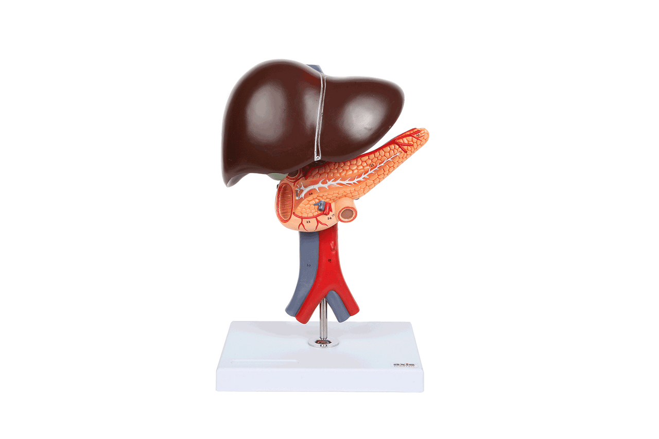 Axis Scientific Human Digestive System Model - Liver, Pancreas and Duodenum Anatomy Model