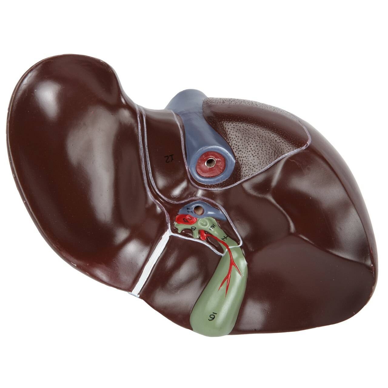 Axis Scientific Human Digestive System Model - Liver, Pancreas and Duodenum Anatomy Model