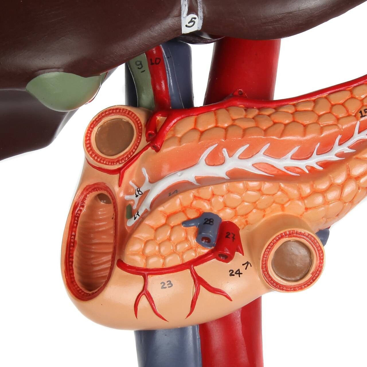 Axis Scientific Human Digestive System Model - Liver, Pancreas and Duodenum Anatomy Model