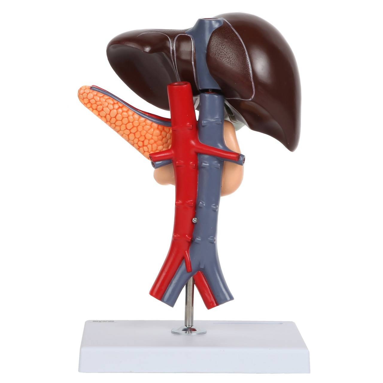 Axis Scientific Human Digestive System Model - Liver, Pancreas and Duodenum Anatomy Model