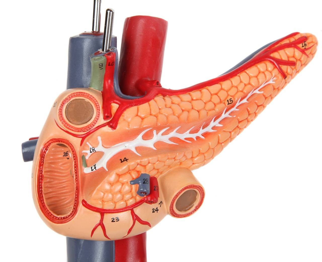 Axis Scientific Human Digestive System Model - Liver, Pancreas and Duodenum Anatomy Model