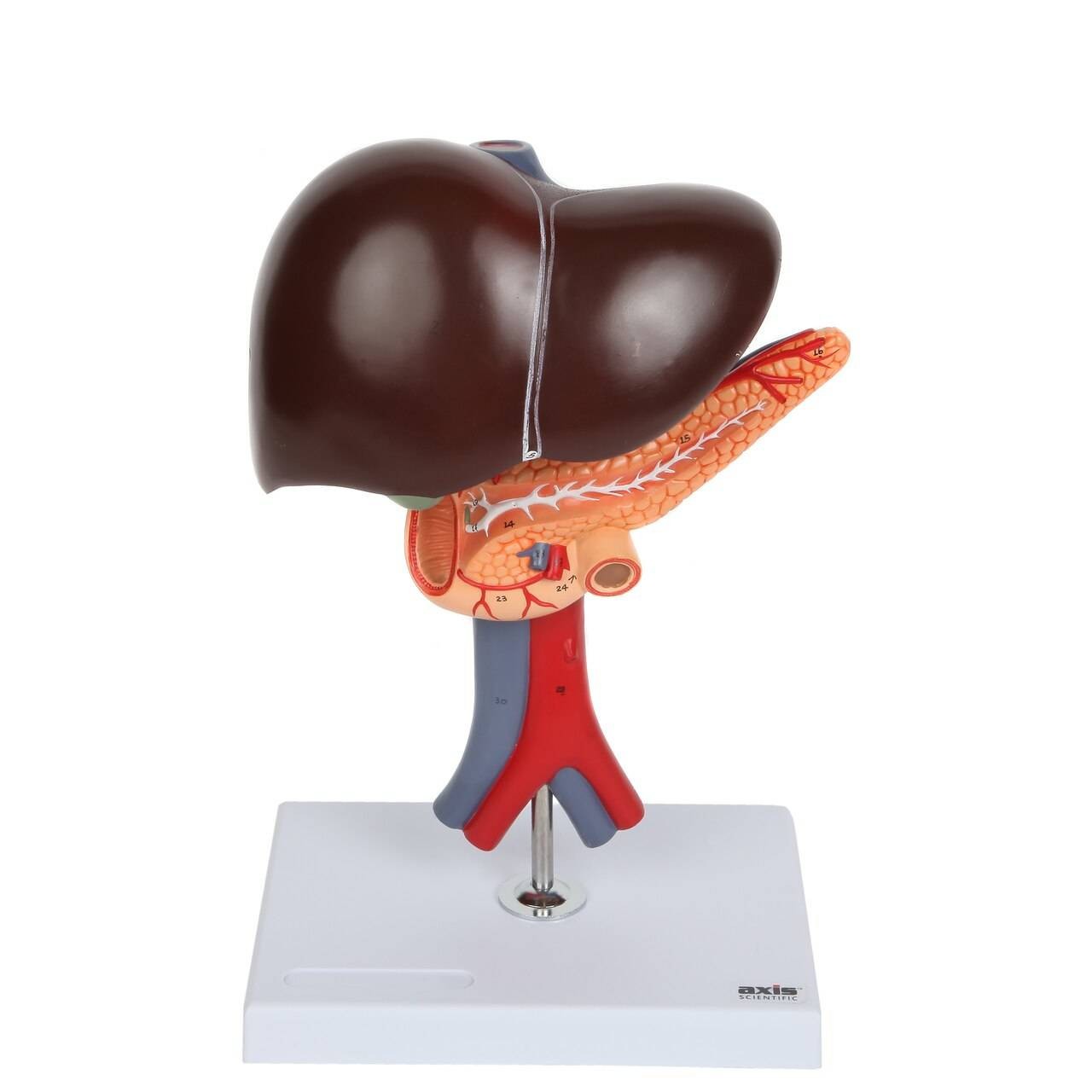 Axis Scientific Human Digestive System Model - Liver, Pancreas and Duodenum Anatomy Model