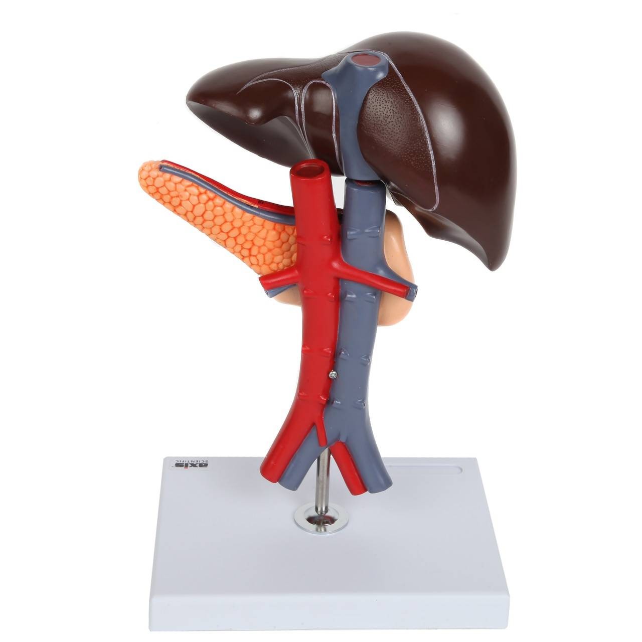 Axis Scientific Human Digestive System Model - Liver, Pancreas and Duodenum Anatomy Model