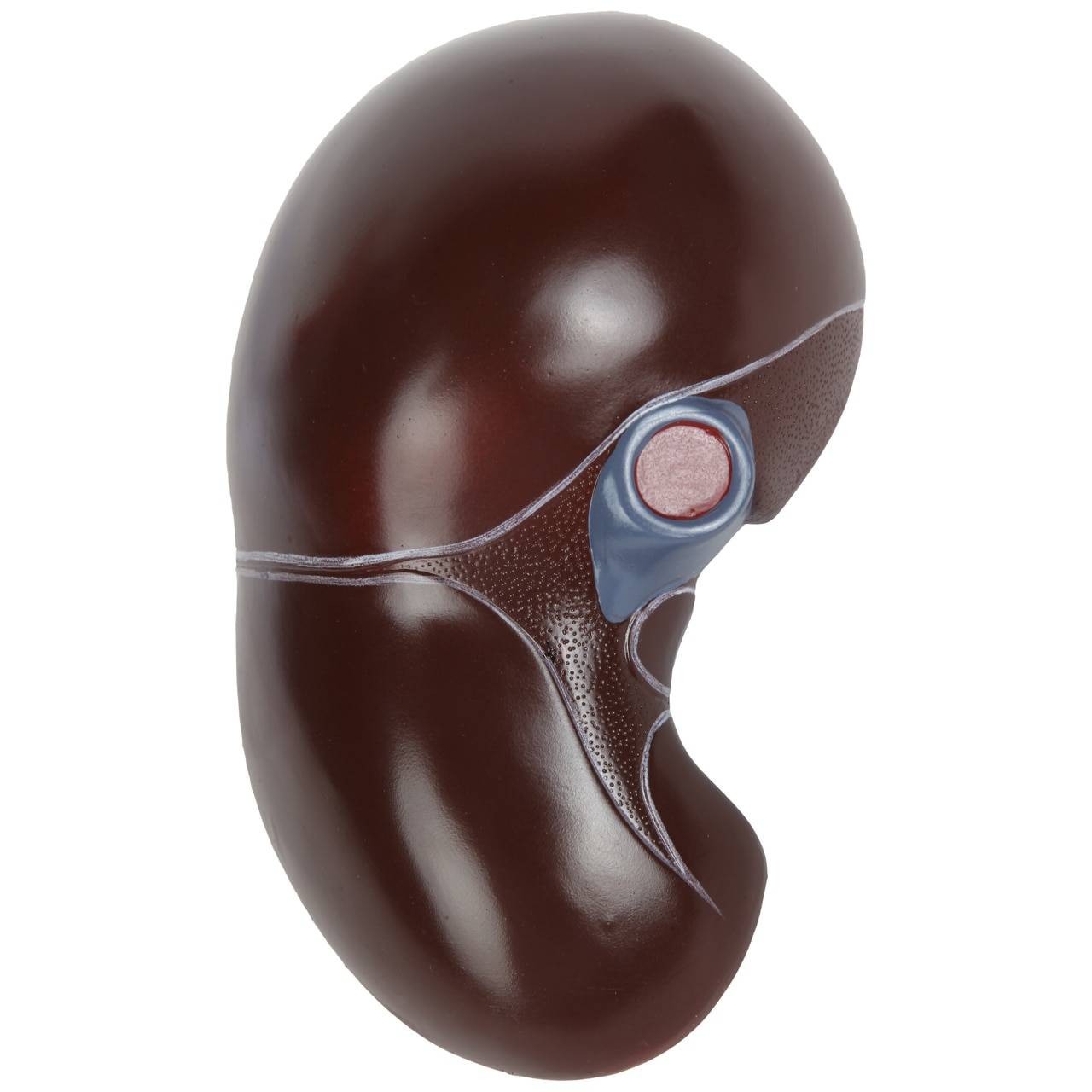 Axis Scientific Human Digestive System Model - Liver, Pancreas and Duodenum Anatomy Model