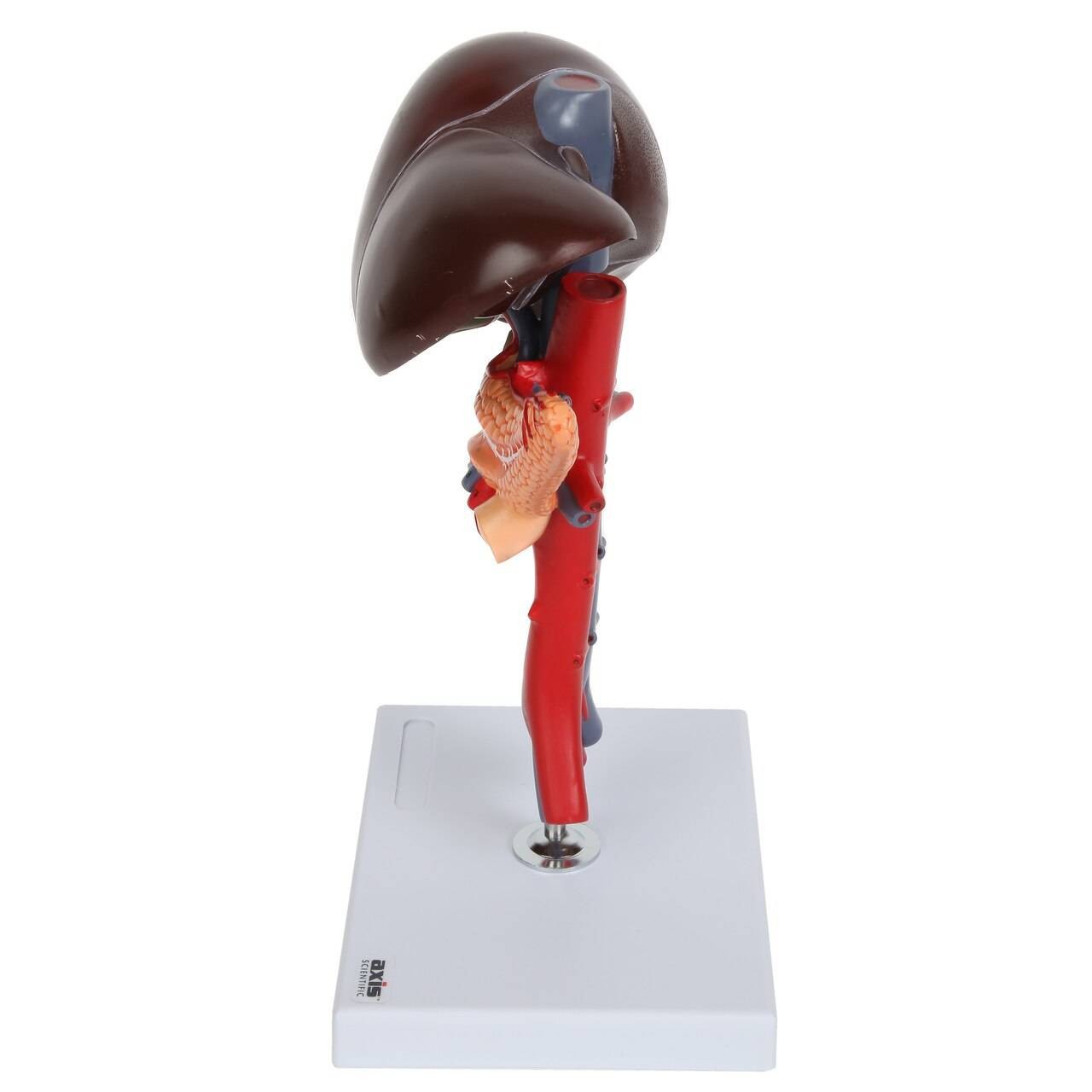 Axis Scientific Human Digestive System Model - Liver, Pancreas and Duodenum Anatomy Model