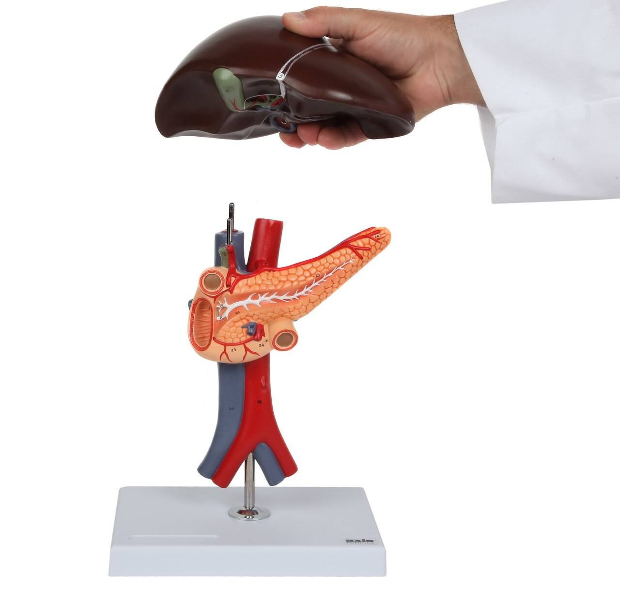 Axis Scientific Human Digestive System Model - Liver, Pancreas and Duodenum Anatomy Model