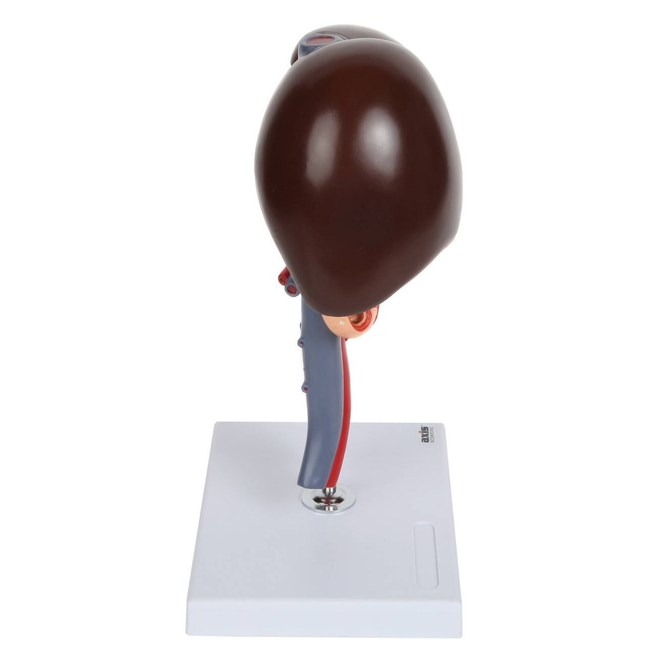 Axis Scientific Human Digestive System Model - Liver, Pancreas and Duodenum Anatomy Model