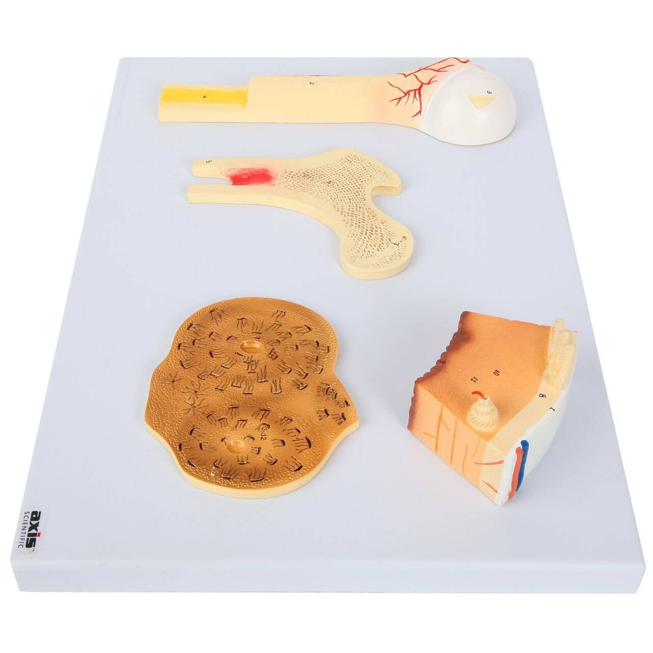 Axis Scientific Human Bone Microstructure with Long Bone Osteon