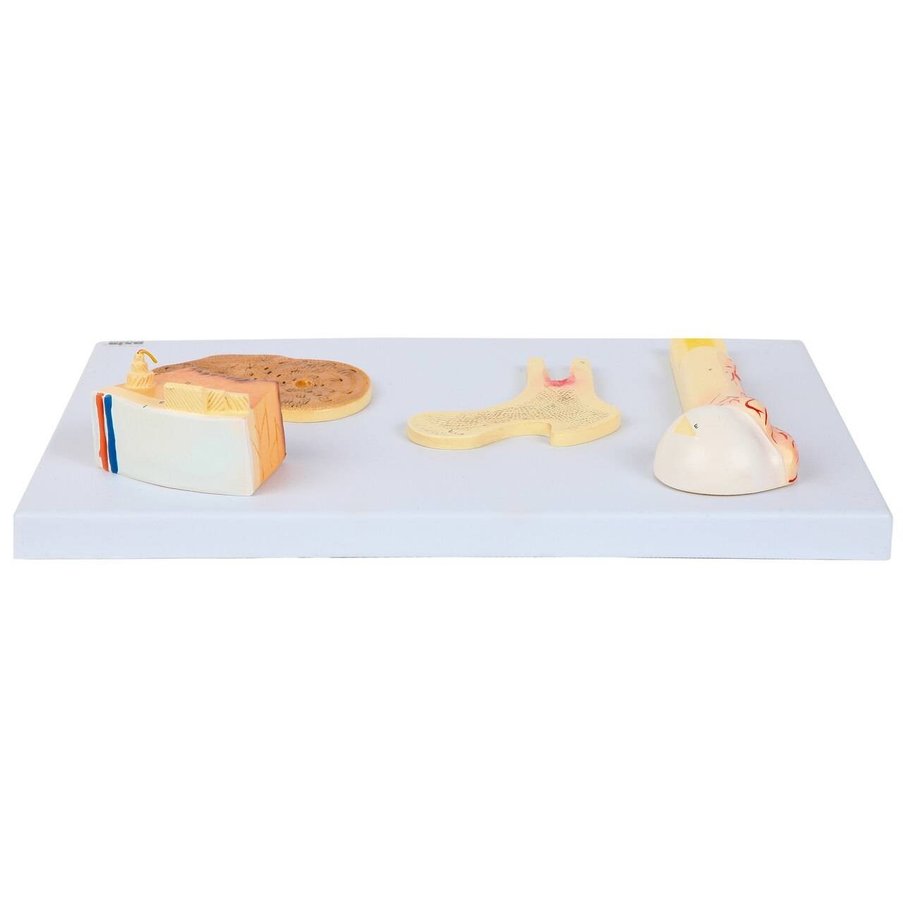 Axis Scientific Human Bone Microstructure with Long Bone Osteon