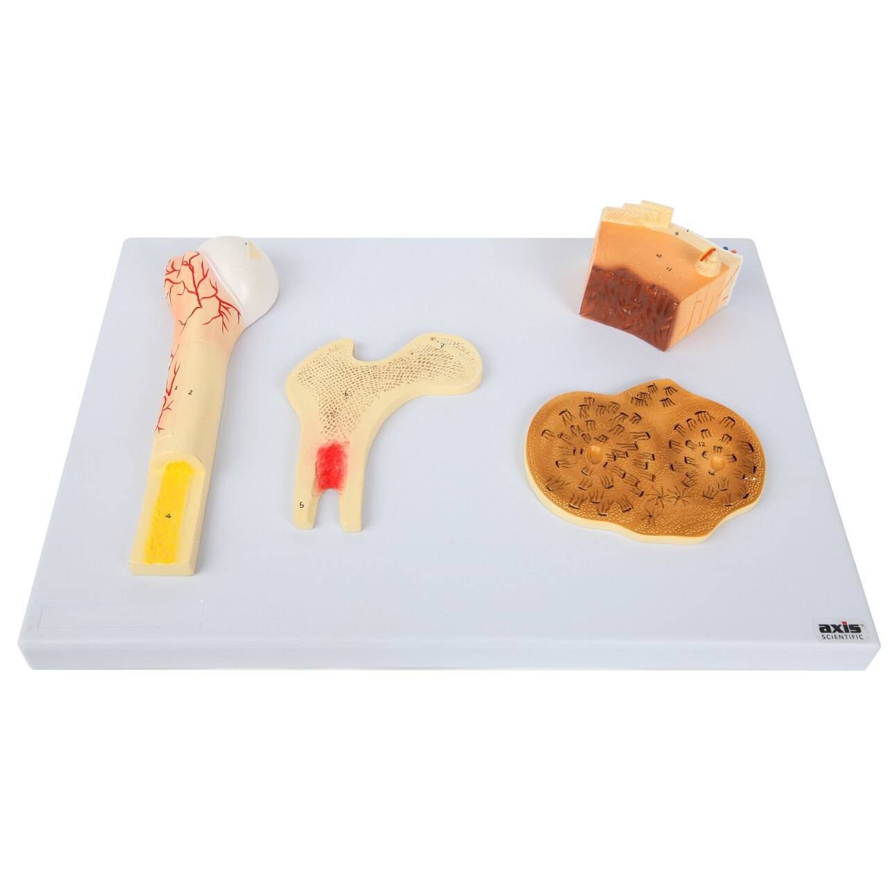 Axis Scientific Human Bone Microstructure with Long Bone Osteon
