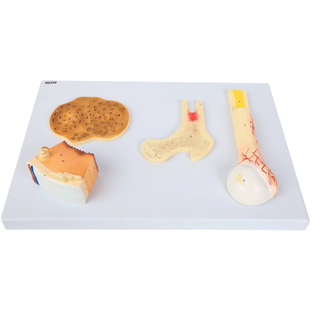 Axis Scientific Human Bone Microstructure with Long Bone Osteon