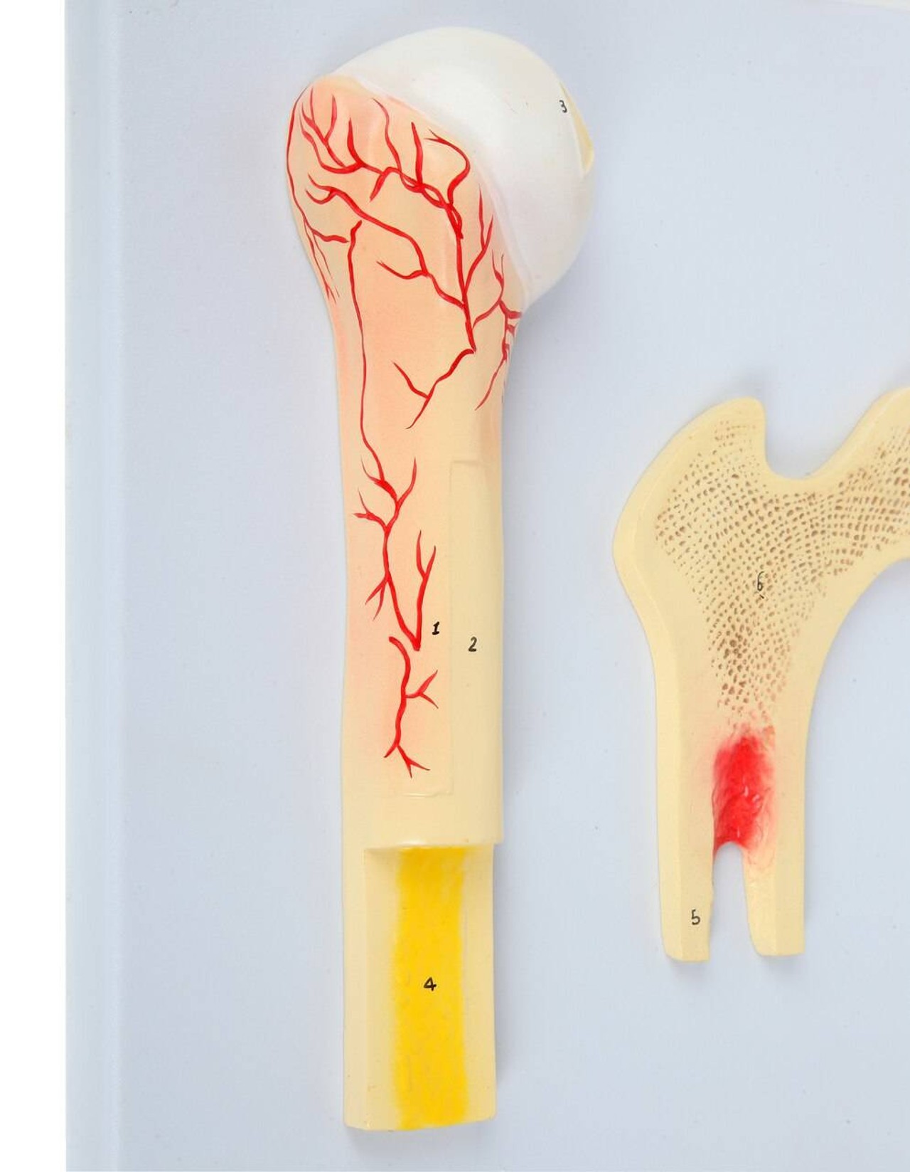 Axis Scientific Human Bone Microstructure with Long Bone Osteon