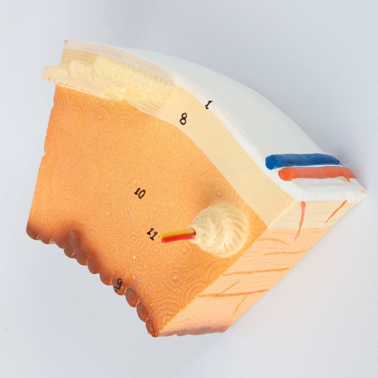 Axis Scientific Human Bone Microstructure with Long Bone Osteon