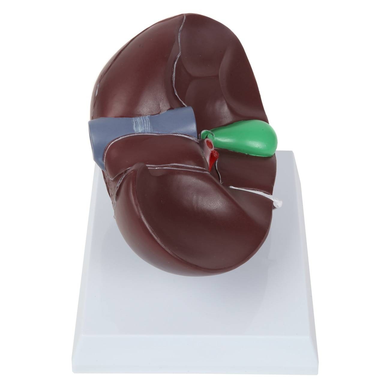 Axis Scientific Life-Size Human Liver Anatomy Model | Anatomy