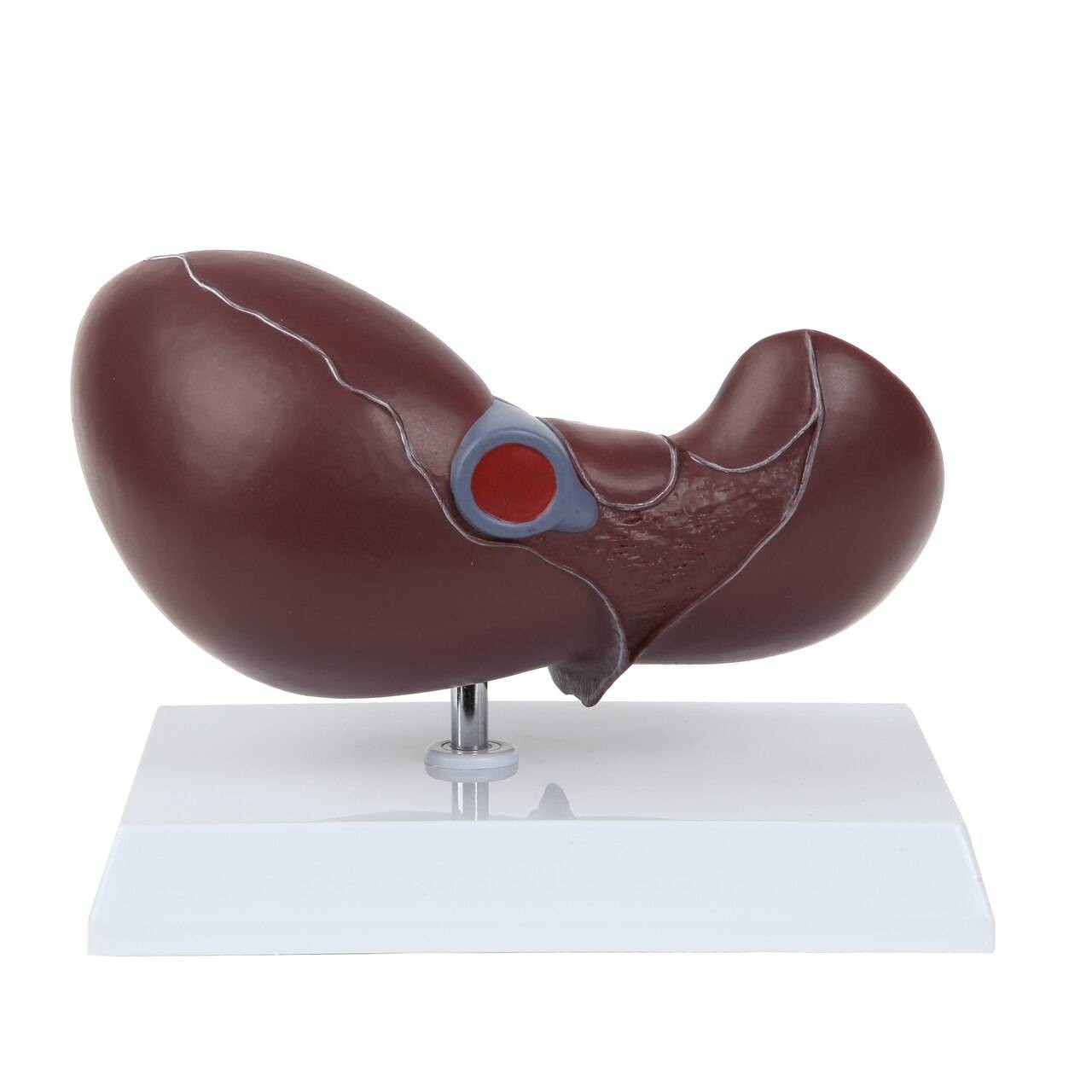 Axis Scientific Life-Size Human Liver Anatomy Model
