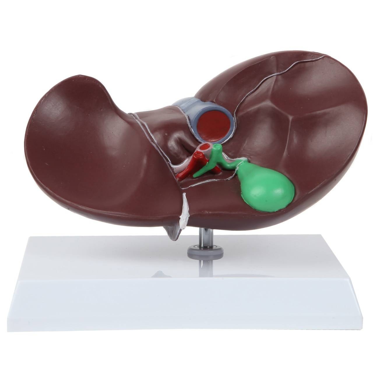 新品24-25NOVMBR LIVER 156cm Axis Scientific Life-Size Human Liver Anatomy Model | Anatomy