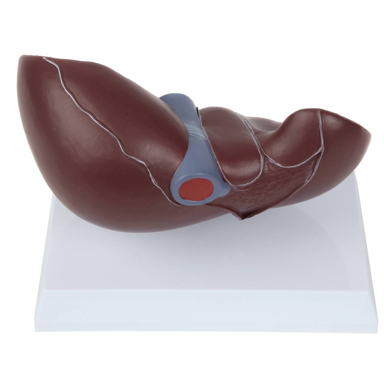 Axis Scientific Life-Size Human Liver Anatomy Model