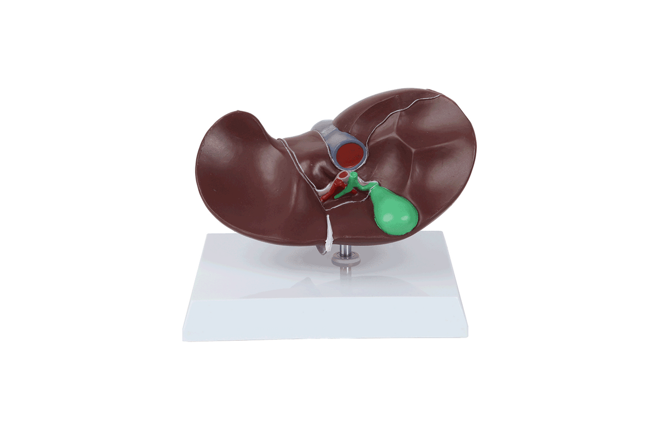 Axis Scientific Life-Size Human Liver Anatomy Model