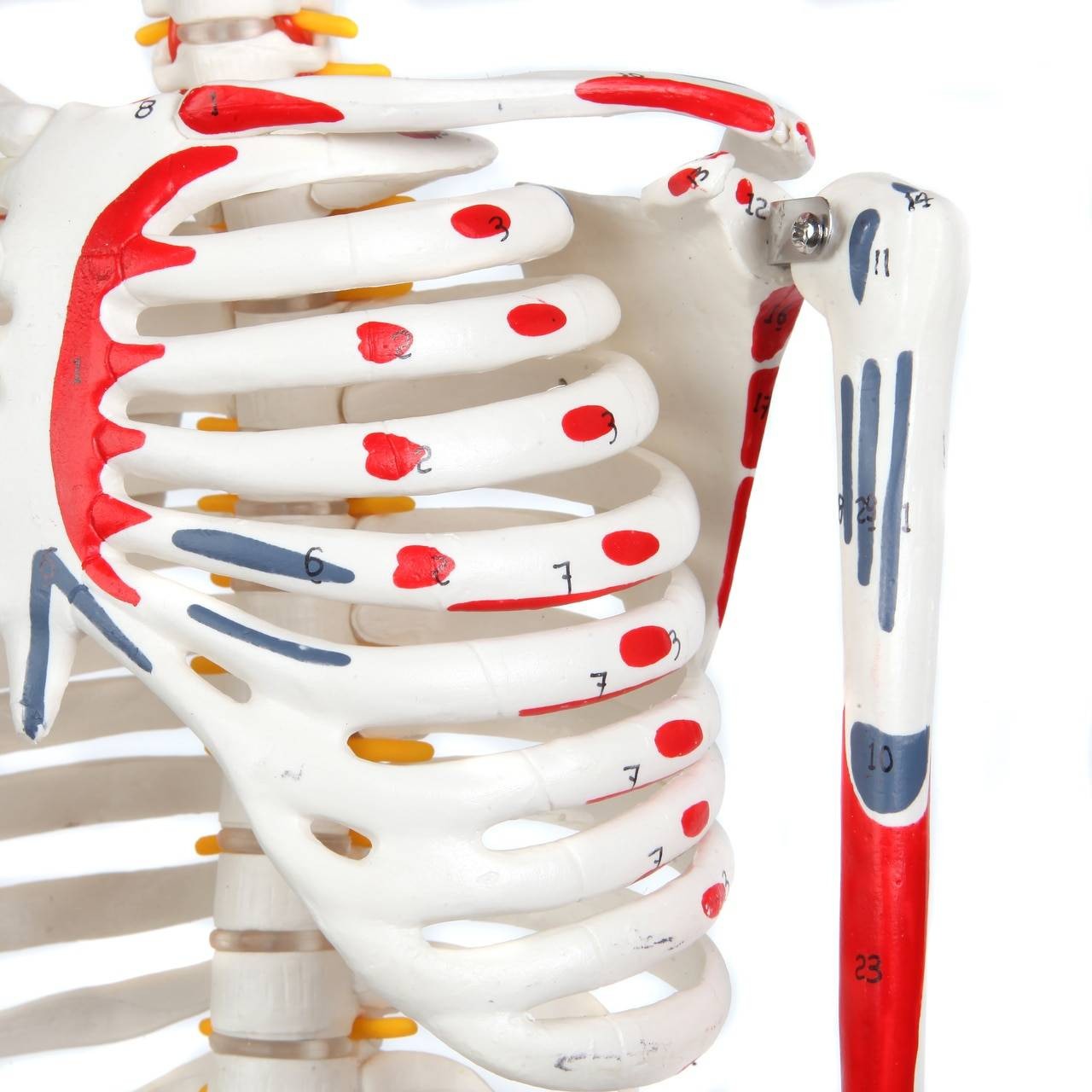 Anatomy Lab Miniature Human Skeleton Anatomy Model with Ligaments, Insertion Points and Flexible Vertebral Column