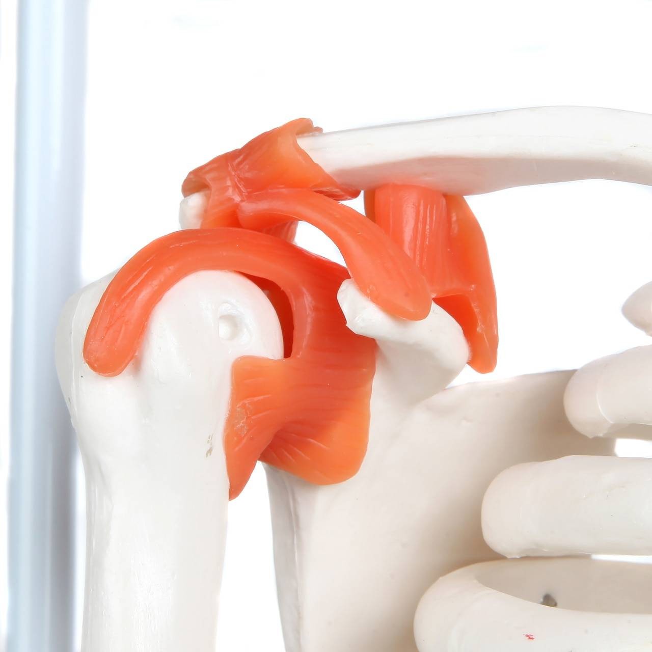 Anatomy Lab Miniature Human Skeleton Anatomy Model with Ligaments, Insertion Points and Flexible Vertebral Column