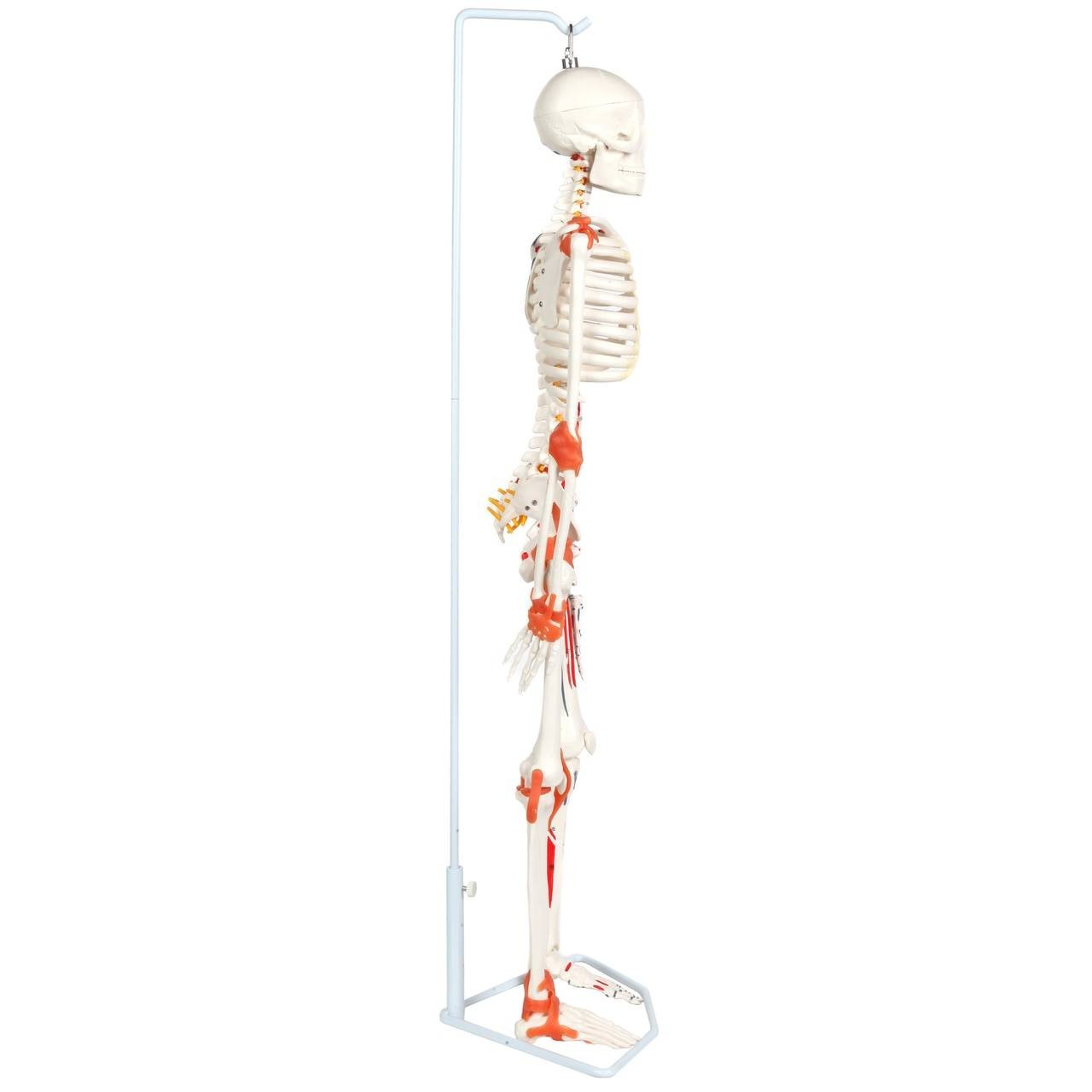 Anatomy Lab Miniature Human Skeleton Anatomy Model with Ligaments, Insertion Points and Flexible Vertebral Column
