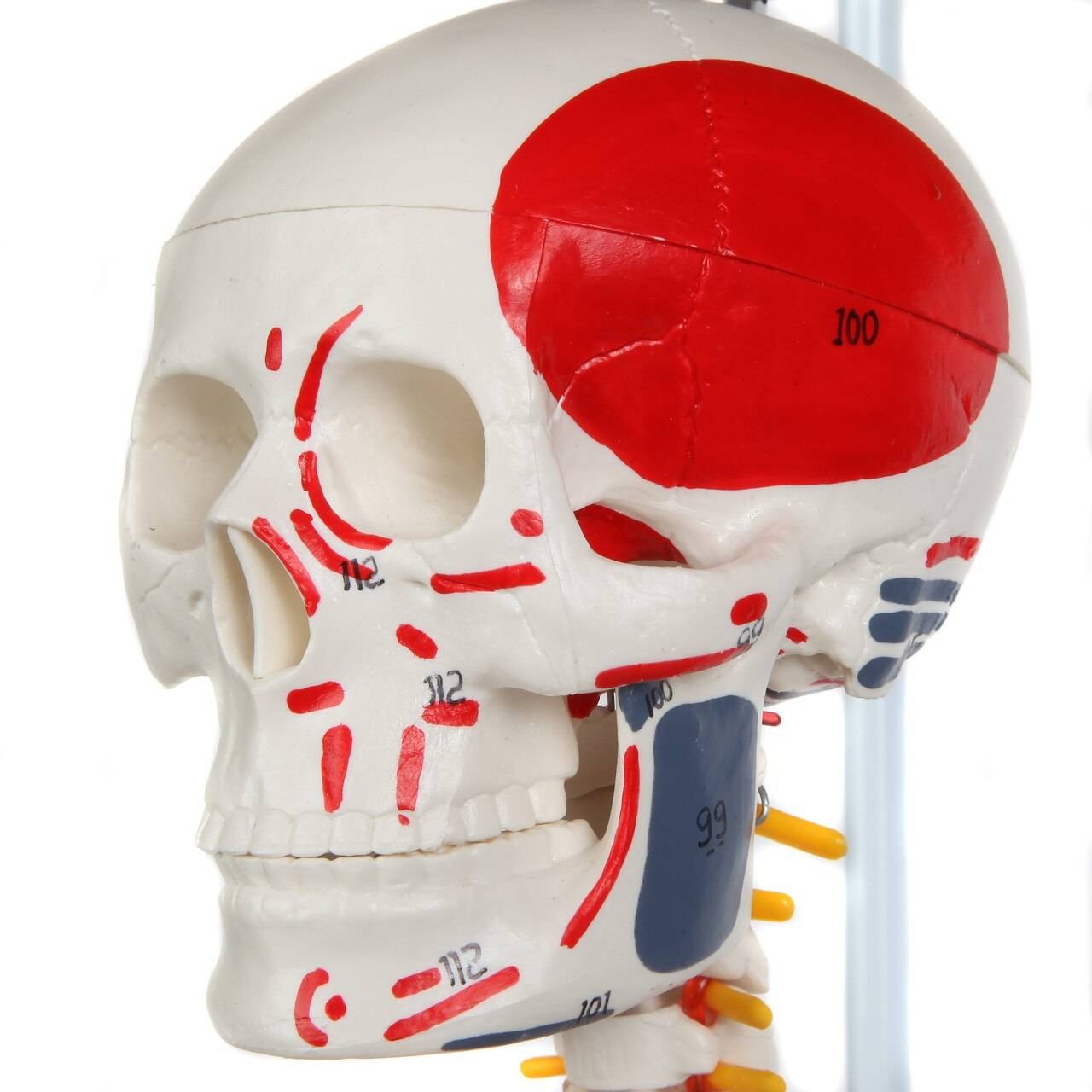 Anatomy Lab Miniature Human Skeleton Anatomy Model with Ligaments, Insertion Points and Flexible Vertebral Column