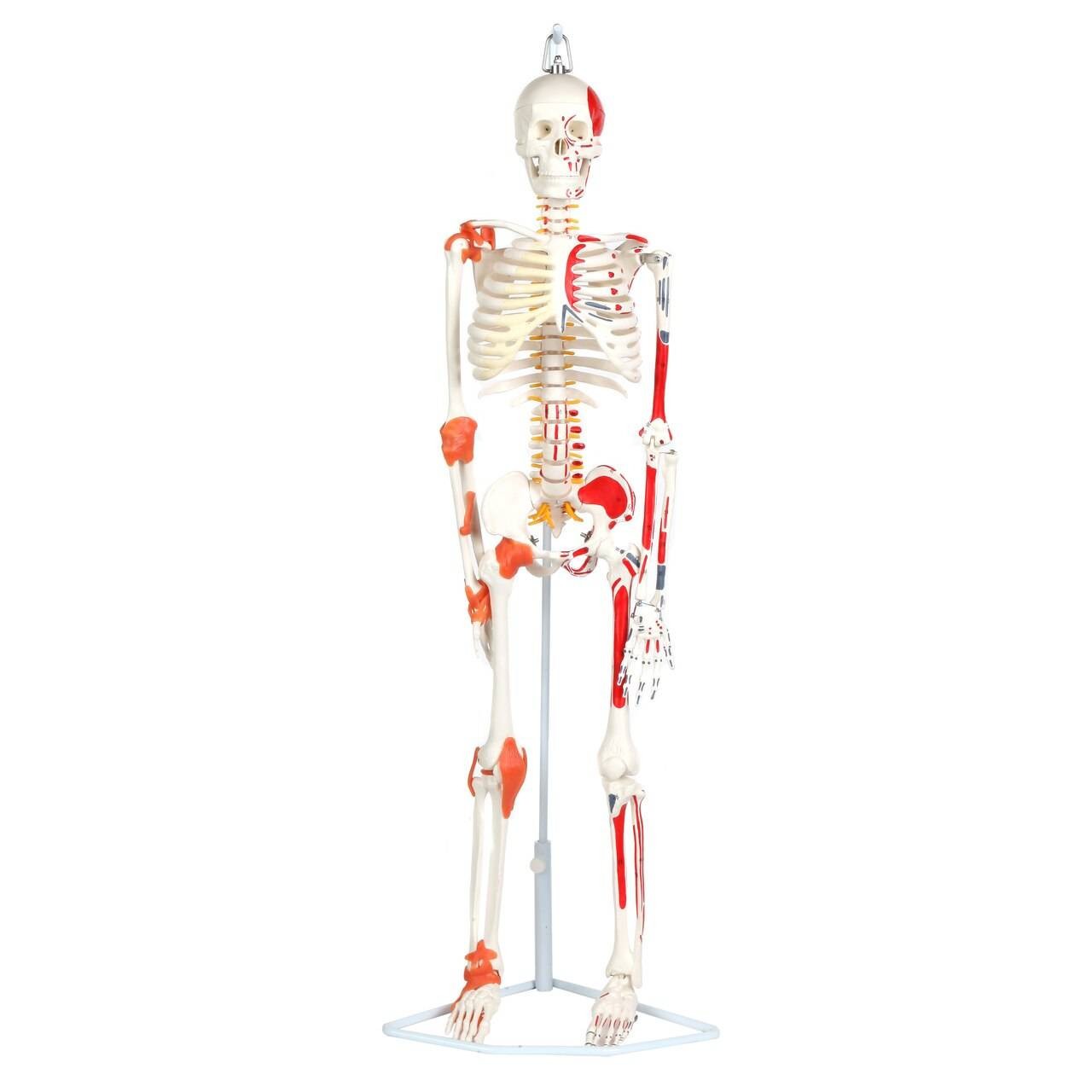 Anatomy Lab Miniature Human Skeleton Anatomy Model with Ligaments, Insertion Points and Flexible Vertebral Column