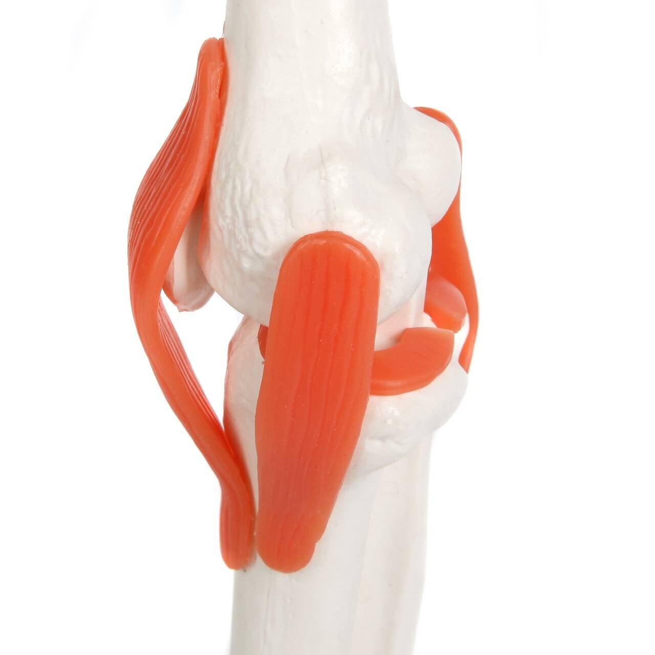 Anatomy Lab Miniature Human Skeleton Anatomy Model with Ligaments, Insertion Points and Flexible Vertebral Column
