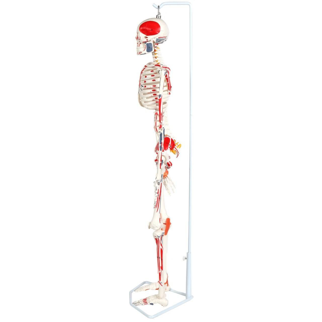 Anatomy Lab Miniature Human Skeleton Anatomy Model with Ligaments, Insertion Points and Flexible Vertebral Column