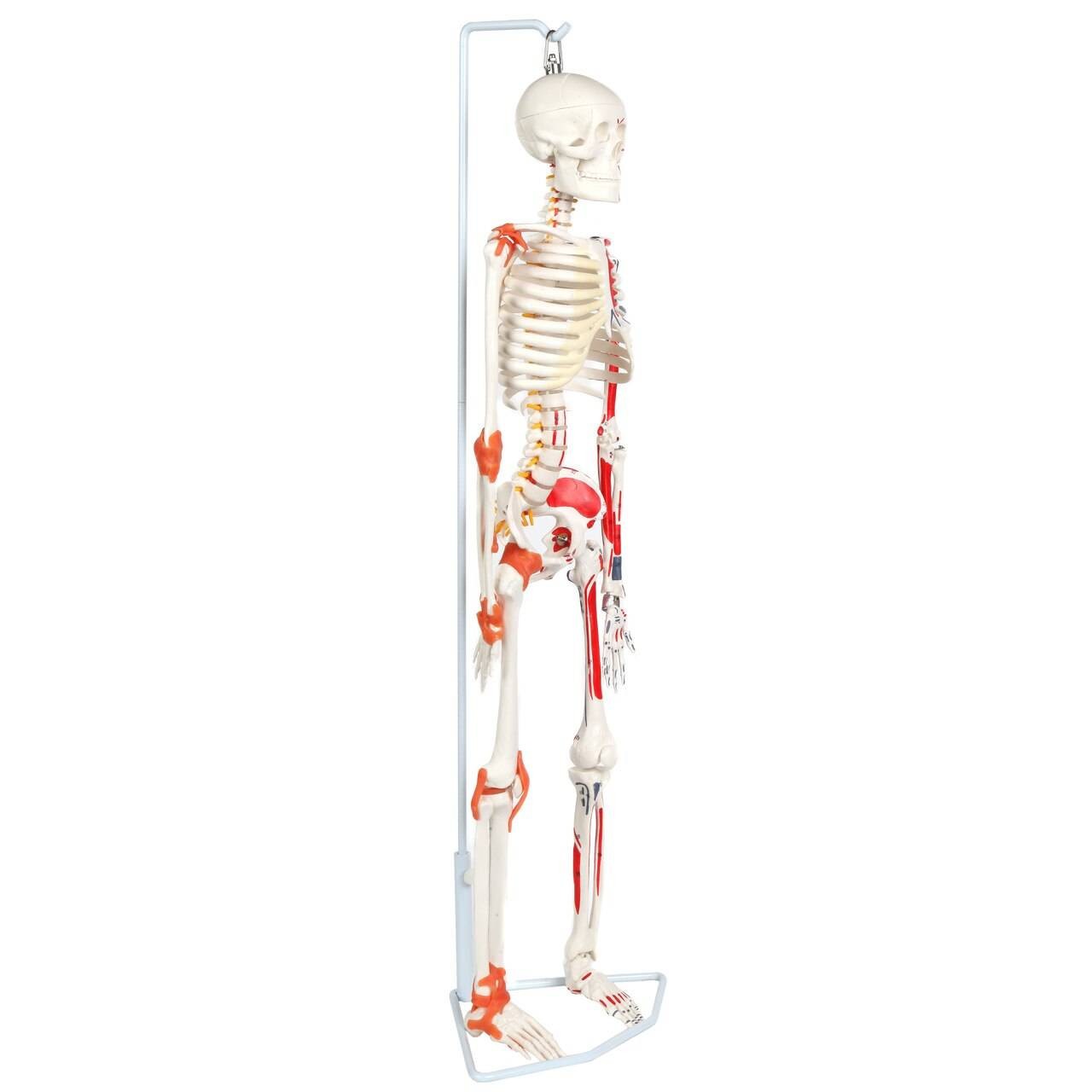 Anatomy Lab Miniature Human Skeleton Anatomy Model with Ligaments, Insertion Points and Flexible Vertebral Column