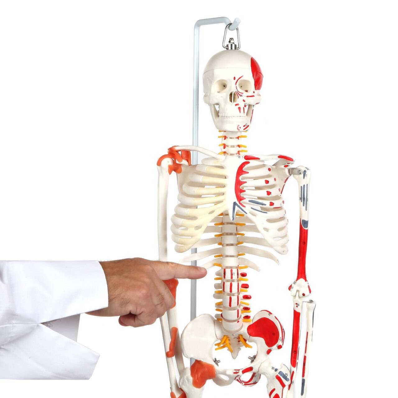 Anatomy Lab Miniature Human Skeleton Anatomy Model with Ligaments, Insertion Points and Flexible Vertebral Column