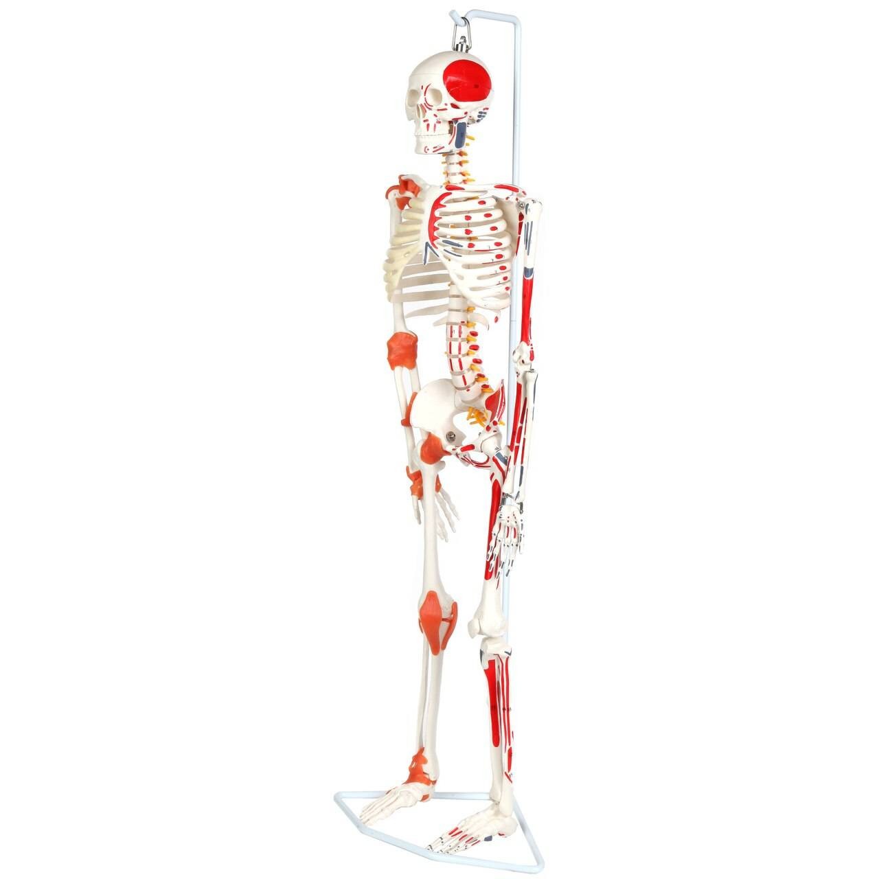 Anatomy Lab Miniature Human Skeleton Anatomy Model with Ligaments, Insertion Points and Flexible Vertebral Column