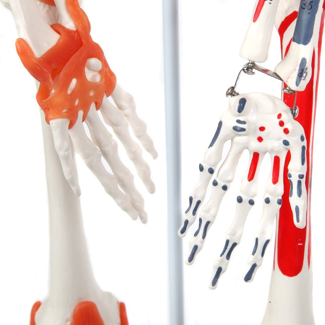 Anatomy Lab Miniature Human Skeleton Anatomy Model with Ligaments, Insertion Points and Flexible Vertebral Column