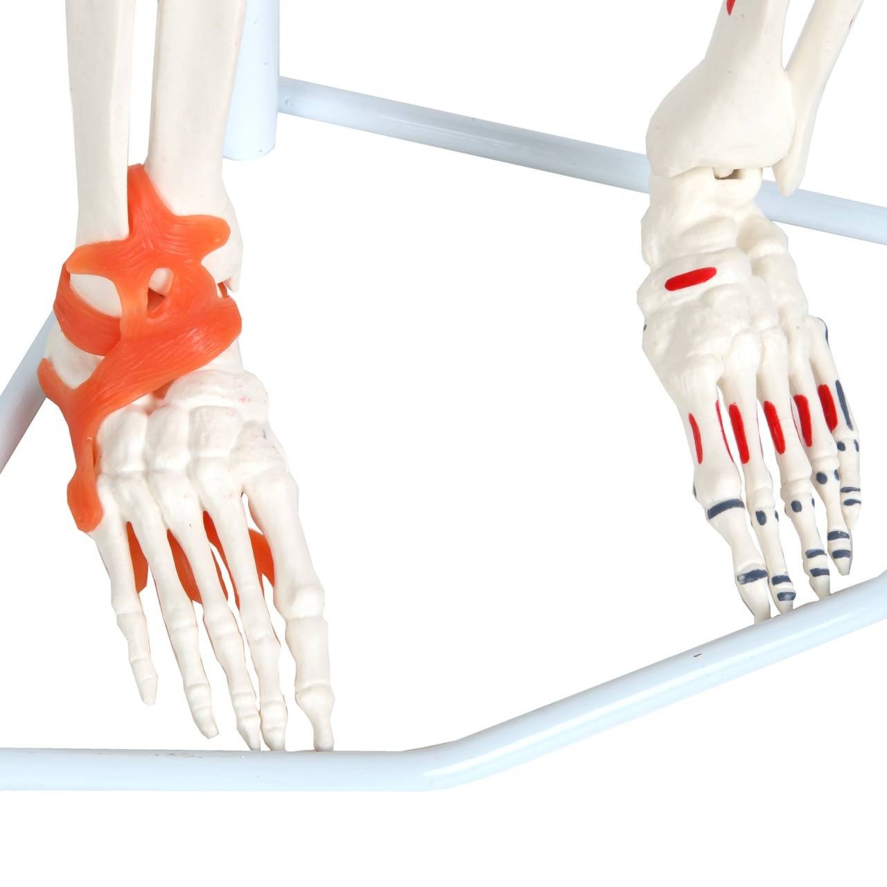 Anatomy Lab Miniature Human Skeleton Anatomy Model with Ligaments, Insertion Points and Flexible Vertebral Column