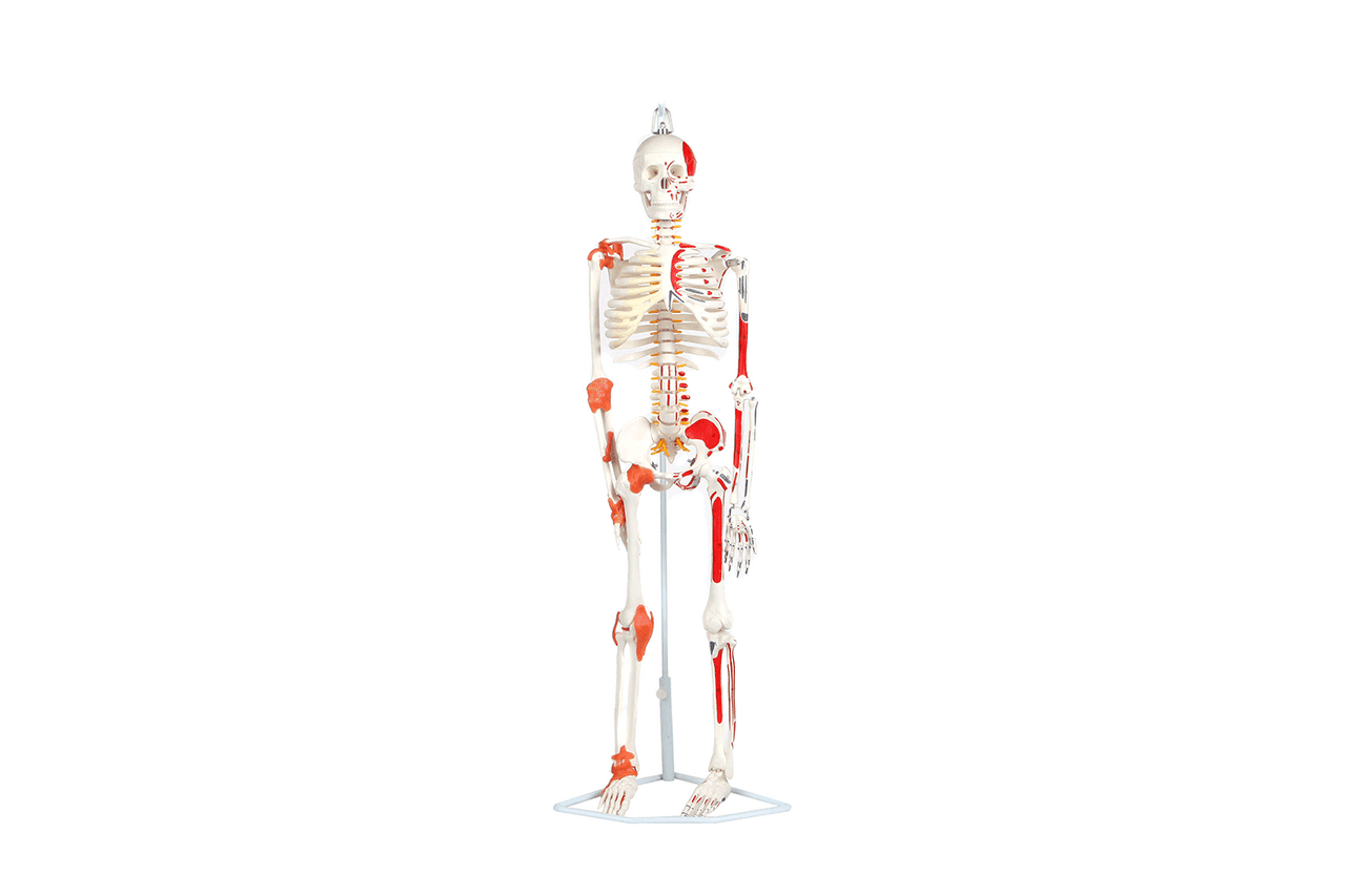 Anatomy Lab Miniature Human Skeleton Anatomy Model with Ligaments, Insertion Points and Flexible Vertebral Column